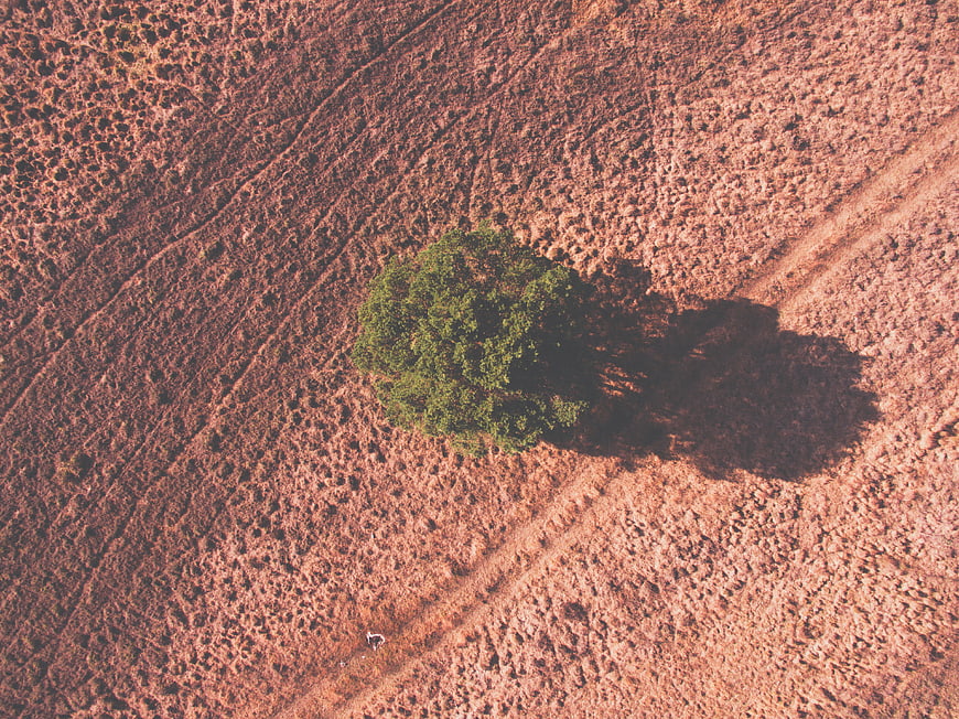 Aerial View of Solitary Green Tree in Dry Field