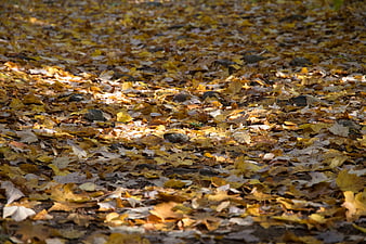 Golden autumn leaves covering the forest floor in sunlight