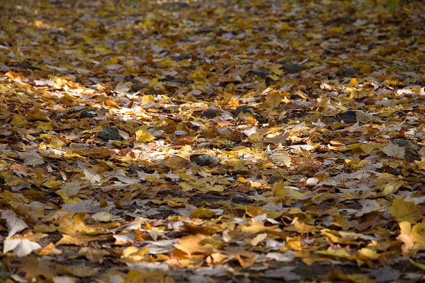 Golden autumn leaves covering the forest floor in sunlight