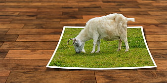 White goat grazing on grass photo on wooden floor