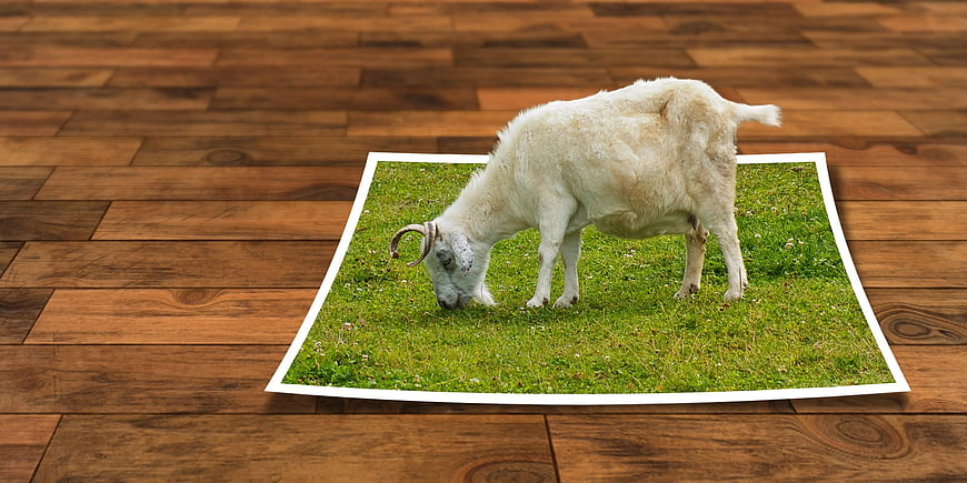 White goat grazing on grass photo on wooden floor