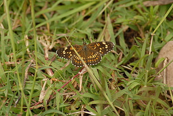 Brown butterfly with orange spots resting on green grass