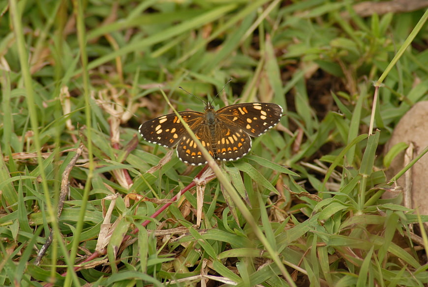 Brown butterfly with orange spots resting on green grass
