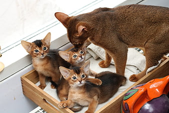 Mother Abyssinian cat grooming kittens in wooden box