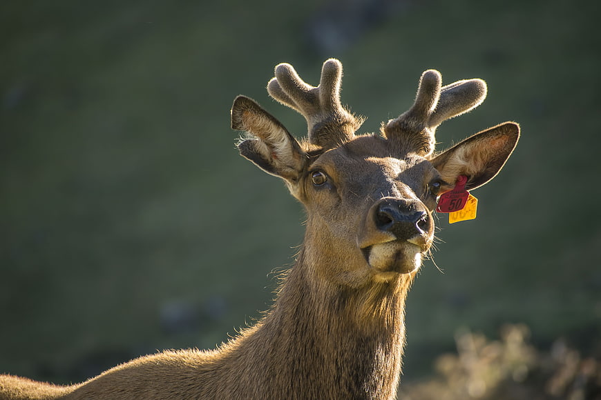 Close-up of a reindeer with velvet antlers and ear tags