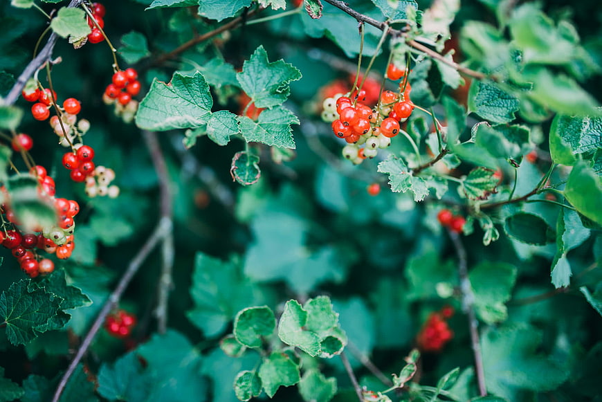 Close-up of Ripe Red Currants on Green Bush