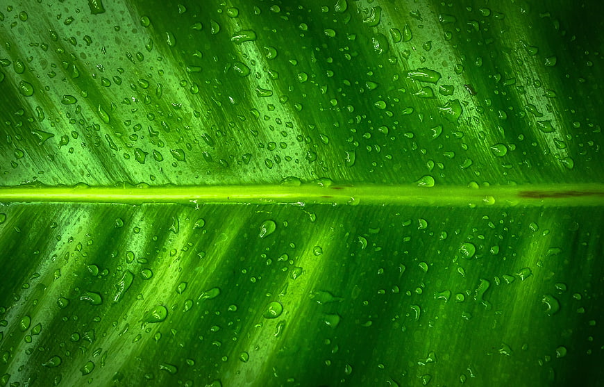 Close-up of Green Leaf with Water Droplets