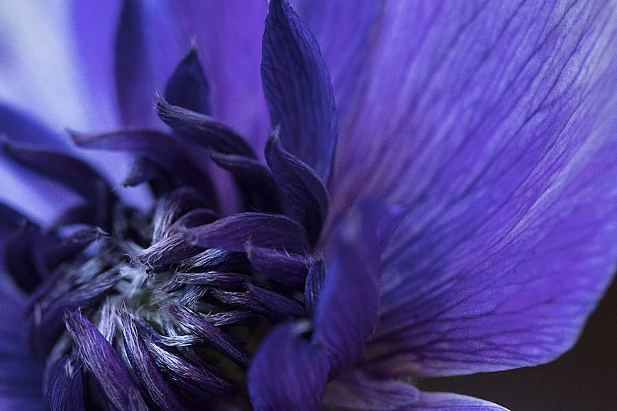 Macro Close-Up of Purple Anemone Flower Petals and Texture