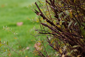 Close-up of brown autumn branches against green grass