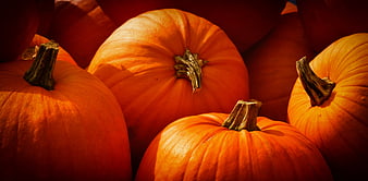 Close-up of orange pumpkins with stems in warm autumn light