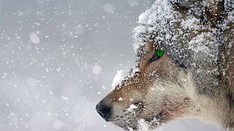Close-up of a wolf with snow-covered fur and glowing green eyes