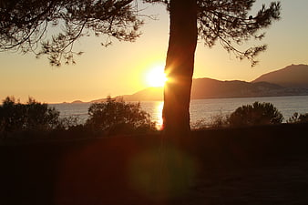 Sunset Behind Pine Tree Silhouette Over Sea