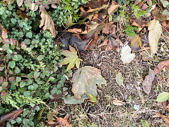 Autumn leaves and green ground cover top view