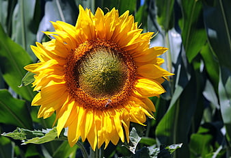 Vibrant Yellow Sunflower Close Up With Bee Pollinating In Garden