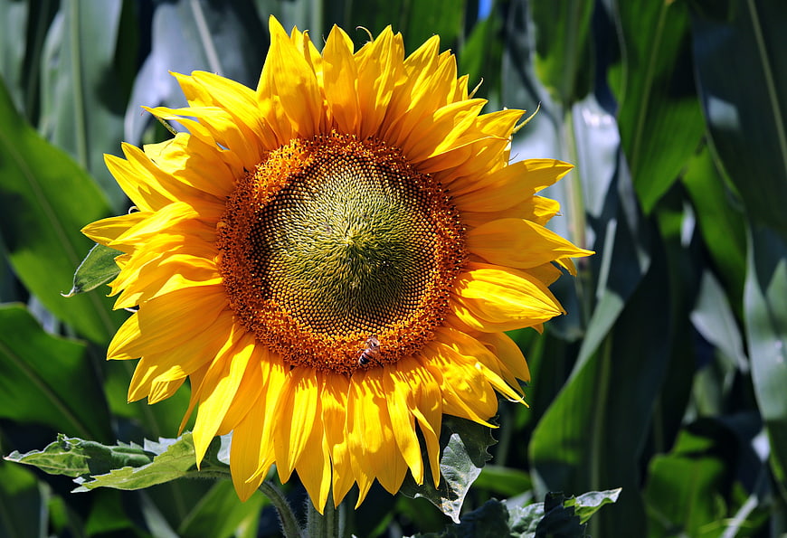 Vibrant Yellow Sunflower Close Up With Bee Pollinating In Garden