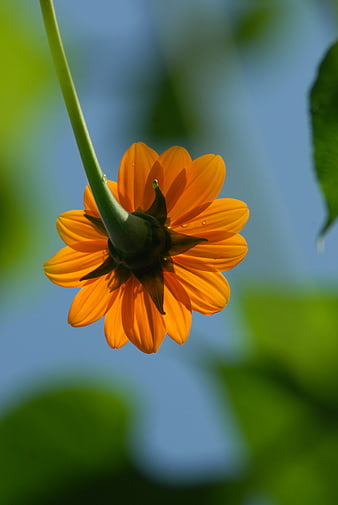 Close-up of Orange Alcahuale Flower with Water Droplets