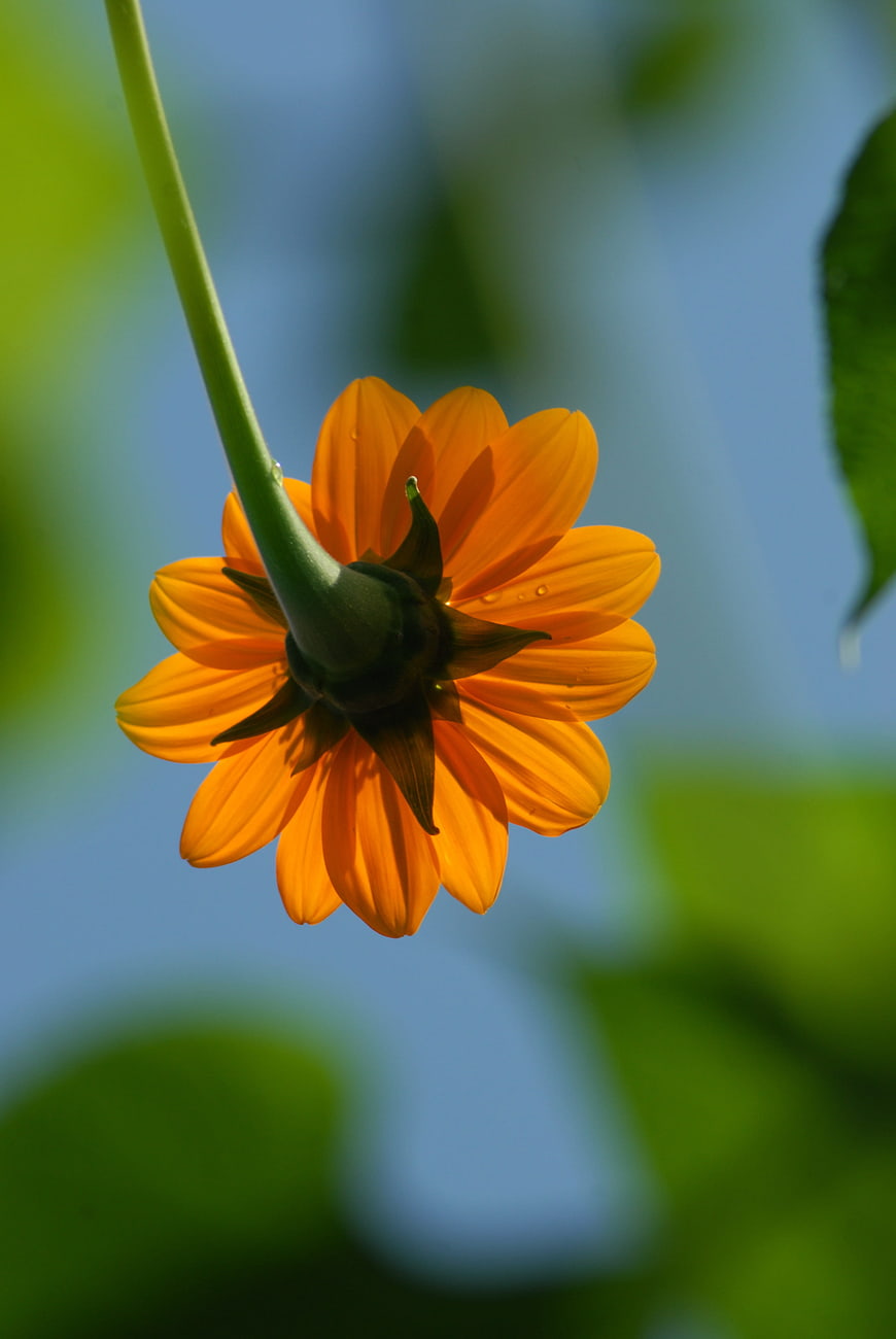 Close-up of Orange Alcahuale Flower with Water Droplets