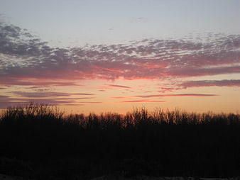 Vibrant pink and orange sunset sky over dark tree silhouette