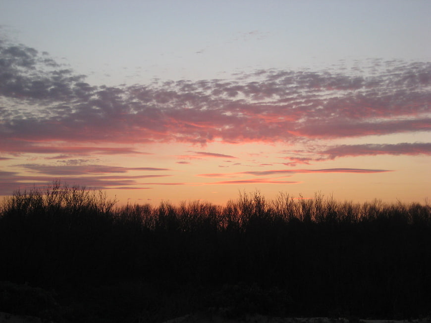 Vibrant pink and orange sunset sky over dark tree silhouette