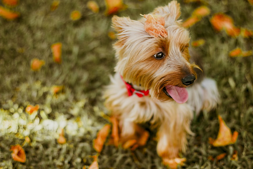 Cute Yorkshire Terrier Puppy Playing in Autumn Leaves