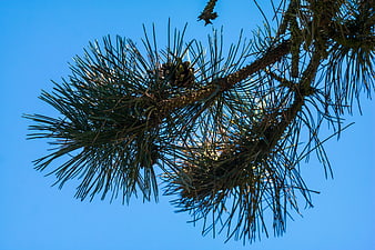 Pine branch with needles and cones against blue sky