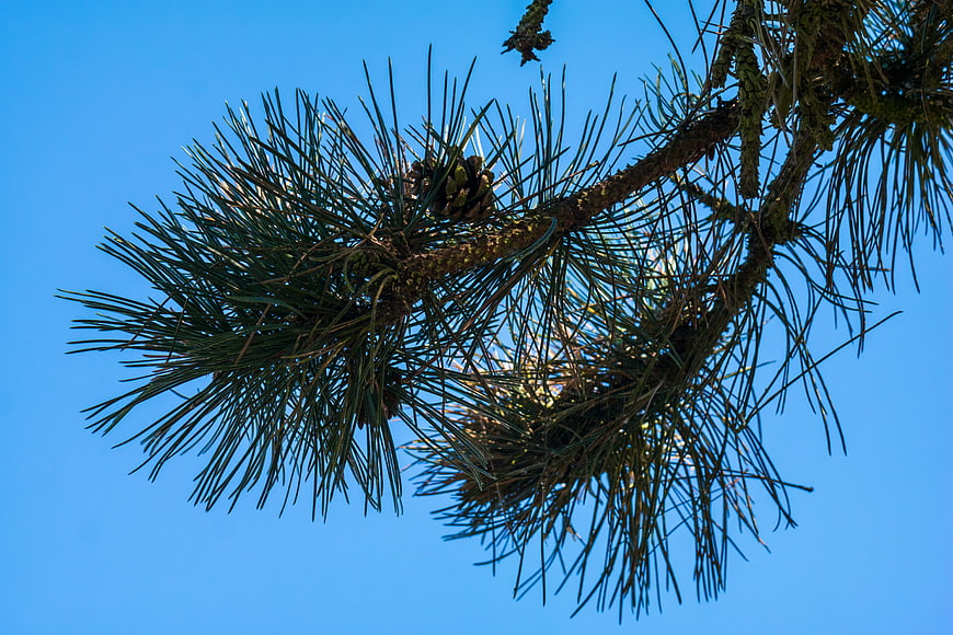 Pine branch with needles and cones against blue sky