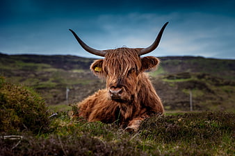Highland Cow Resting in Scottish Highland Pasture