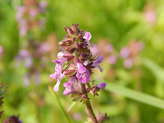 Close-up of wild purple wild thyme flowers in green meadow