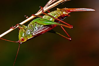 Close-up of a green and red grasshopper on a twig