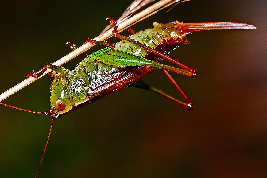 Close-up of a green and red grasshopper on a twig