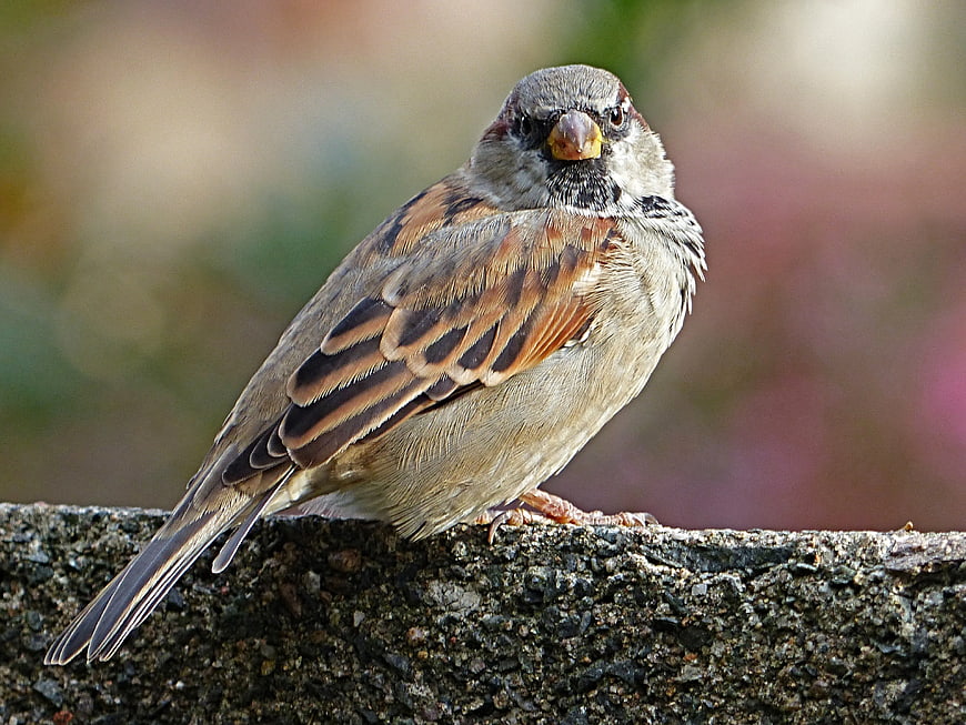 Close-up of a House Sparrow Perched on Concrete