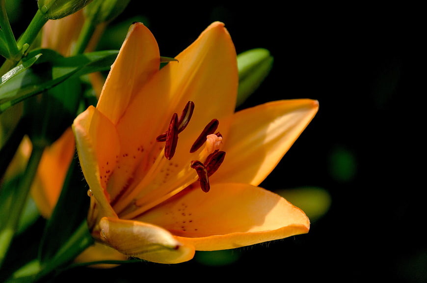 Close-up of vibrant orange lily flower against dark background