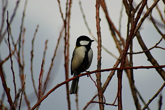 Great Tit bird perched on bare tree branch