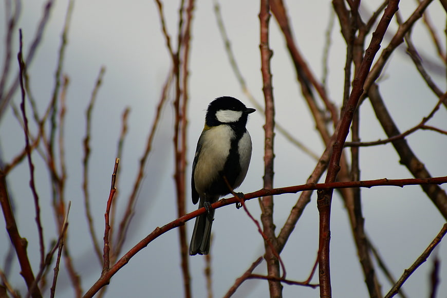 Great Tit bird perched on bare tree branch