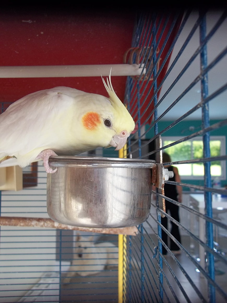 Cockatiel perched on metal food bowl in blue cage