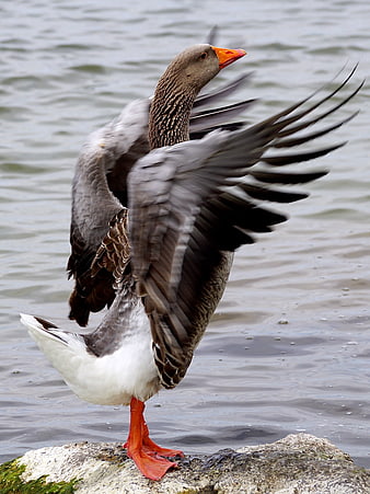 Greylag Goose Spreading Wings on Rock by Water
