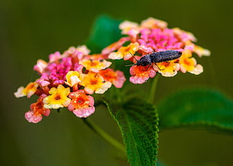 Black beetle on colorful lantana flower cluster