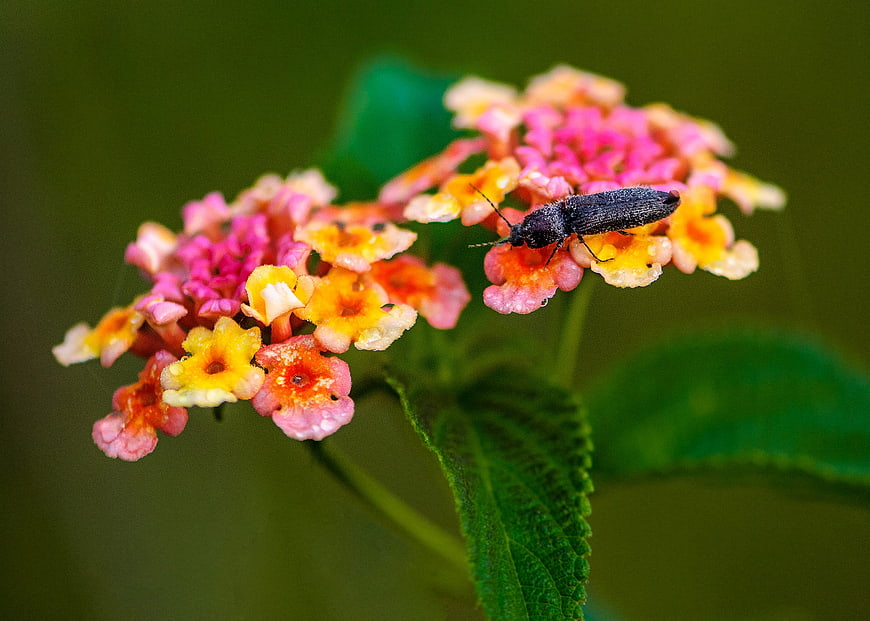 Black beetle on colorful lantana flower cluster