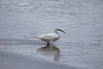 White Egret Standing in Shallow Water