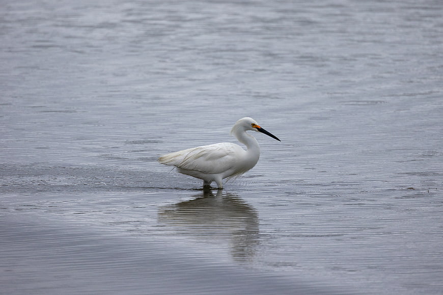 White Egret Standing in Shallow Water
