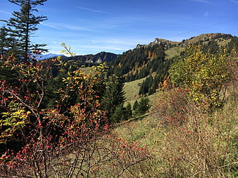 Autumn Mountain Landscape With Red Berries And Pine Forest