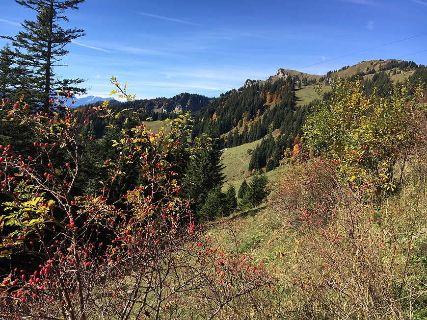 Autumn Mountain Landscape With Red Berries And Pine Forest