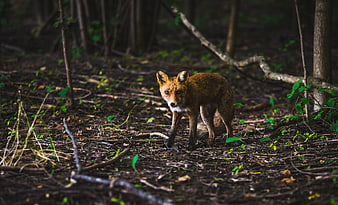 Red Fox Walking in Dark Forest Undergrowth