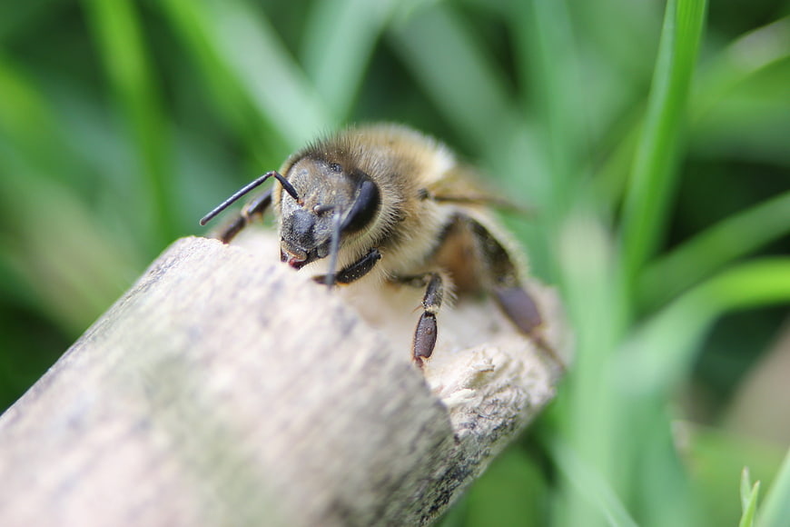 Close-up of Honey Bee on Wooden Stick with Green Grass