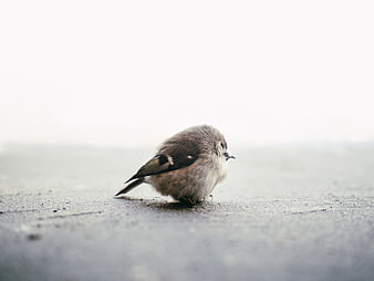 Small bird resting on concrete with large white copyspace