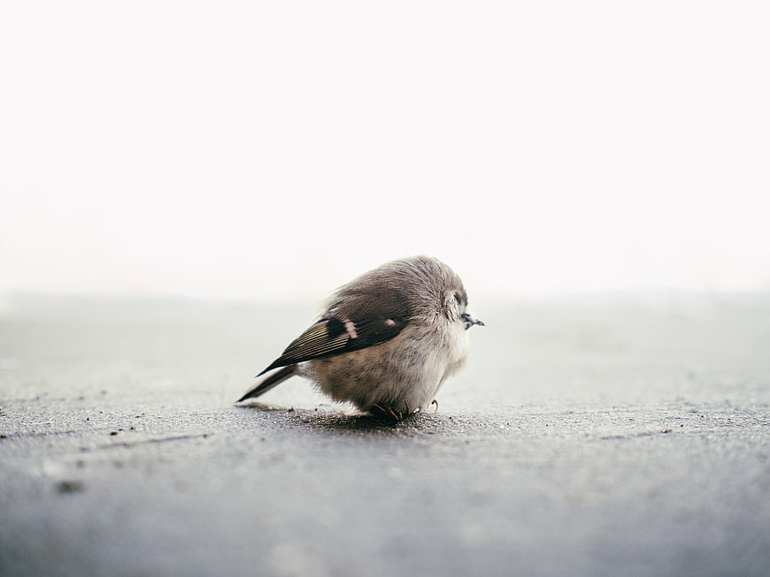 Small bird resting on concrete with large white copyspace