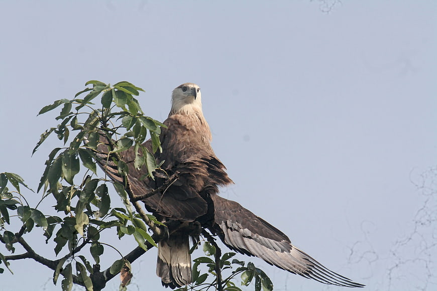 Pallas Fish Eagle Perched on Tree Branch Against Sky