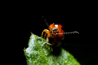 Macro close-up of orange beetle on green leaf against black background