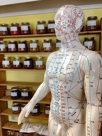 Acupuncture meridian model in traditional Chinese medicine shop