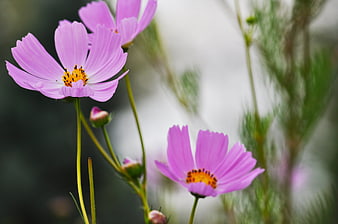 Close-up of pink cosmos flowers with yellow centers